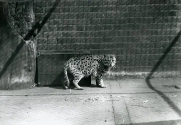 Un gato pescador en el Zoológico de Londres, julio de 1921